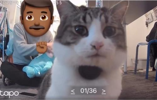 沐浴練習する男性と猫