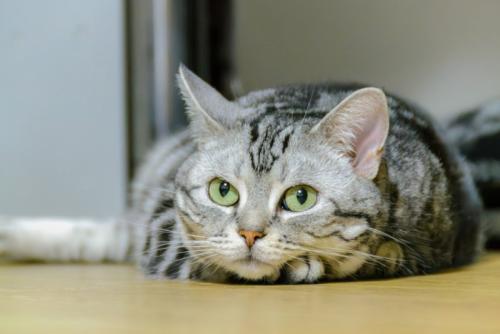 見つめる猫