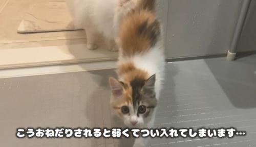 風呂場に入ってきた猫
