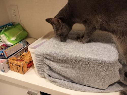 カバーのかかったカゴに乗って顔を近づける猫