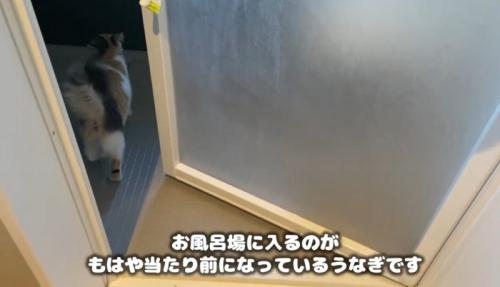 風呂場にいる猫