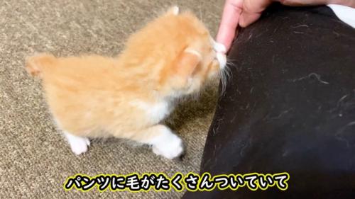 毛だらけ