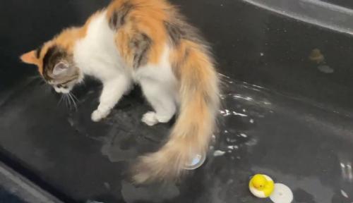 バスタブの中に入っている猫