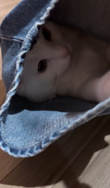 見つめる猫
