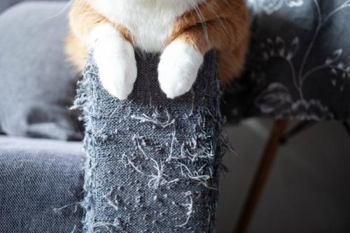 ぼろぼろのソファと猫の前足