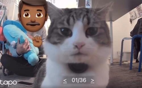 カメラを見つめる猫