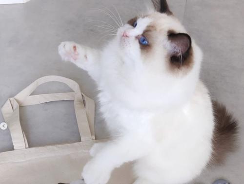 右手をあげる猫