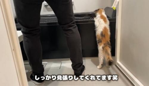 バスタブに前足をかけて立ち上がる猫