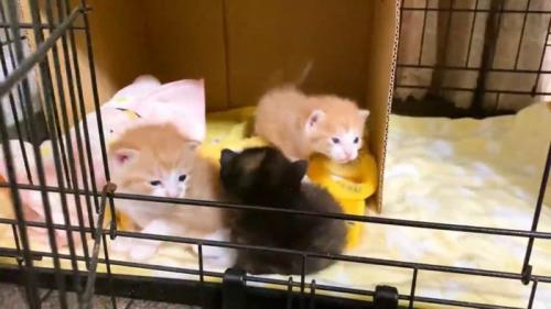 ケージオープン
