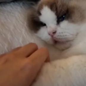 飼い主と手を繋ぎながら寝たい『甘えん坊の子猫』→手を離してみると…まさかの反応に「めちゃくちゃ癒される」「子供みたいで可愛い」の声