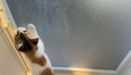 扉に前足をかけて立ち上がる猫