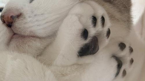透明ボウルから覗く猫の肉球