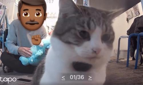 下を向く猫