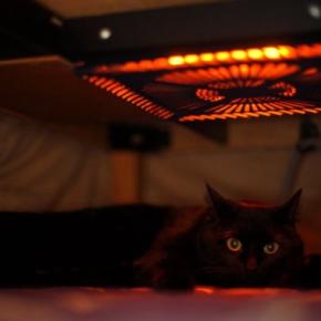 猫が『ヤケド』をしているときの症状5つ　起こりやすい状況や取るべき対応まで解説