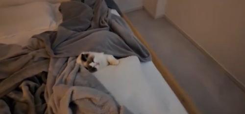 寝ている猫