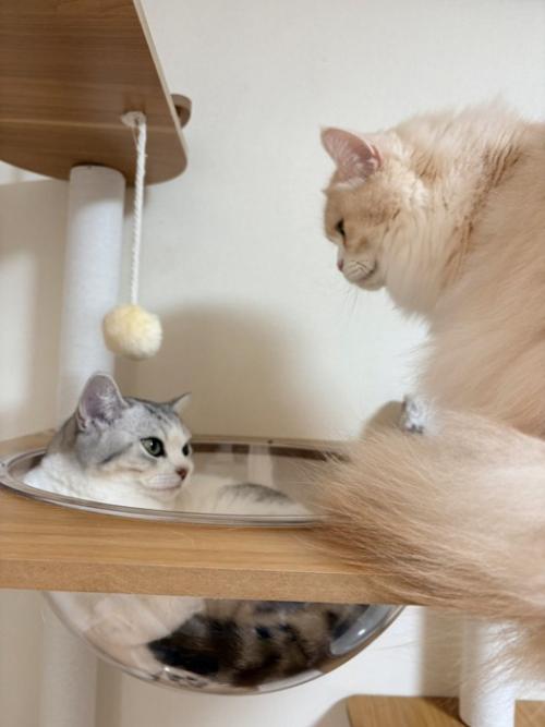 透明ボウルの中で丸くなる猫とじっと見守る長毛猫(クリーム)
