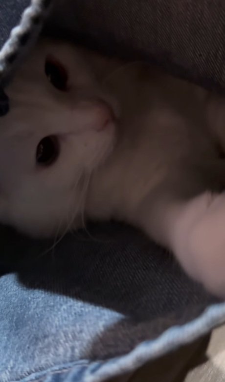 飼い主さんを見る猫