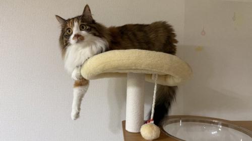 タワーの上のニコちゃん