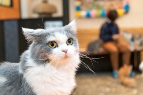 不安げな表情の猫