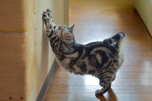 壁に爪をかける猫