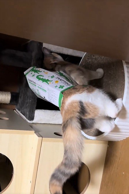ティッシュ箱を身につけた猫