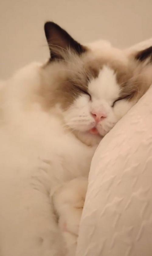 舌を出して眠る猫