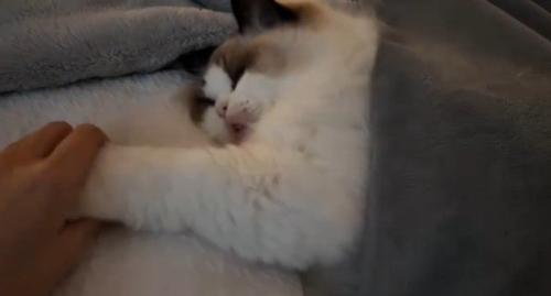 人間が猫の手をつかむ
