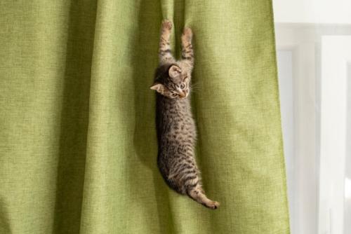 カーテン登りをする猫