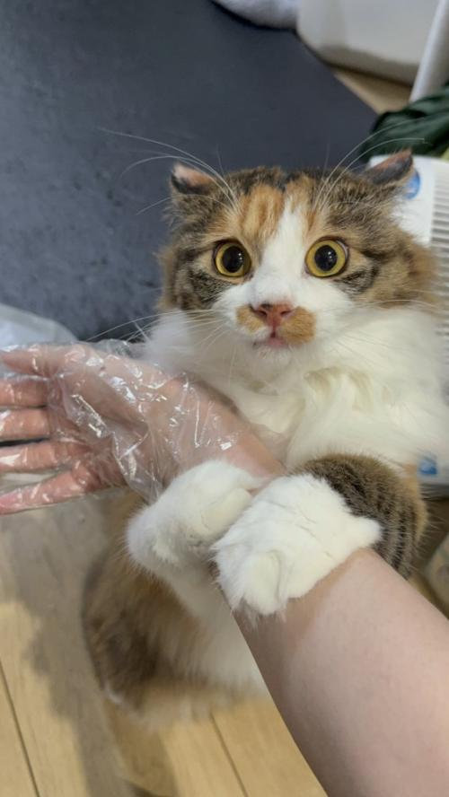 見つめるニコちゃん