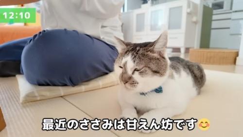女性の隣に座っている猫