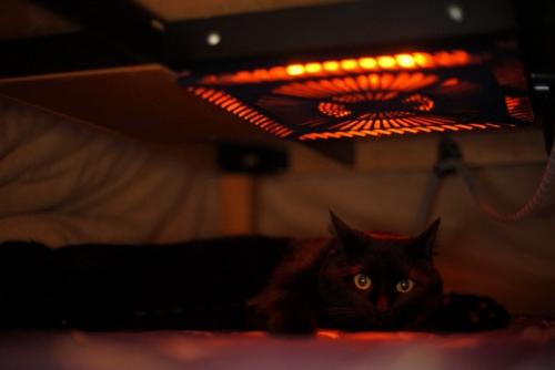 こたつに入る猫