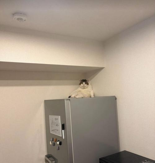 冷蔵庫の上に座る猫