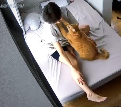首元へ両前足を伸ばす猫