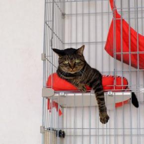 『元外猫』を室内で飼い始めるときのポイント4つ お家に慣れさせるコツや外に出たがるときの対処法も