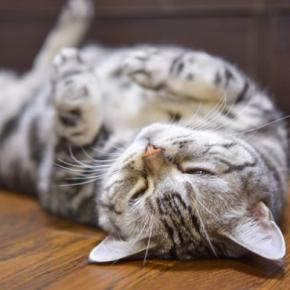 猫があなたの足元で『ゴロンと転がる』理由5選 なぜわざわざ倒れるの?飼い主に伝えたいことがある?