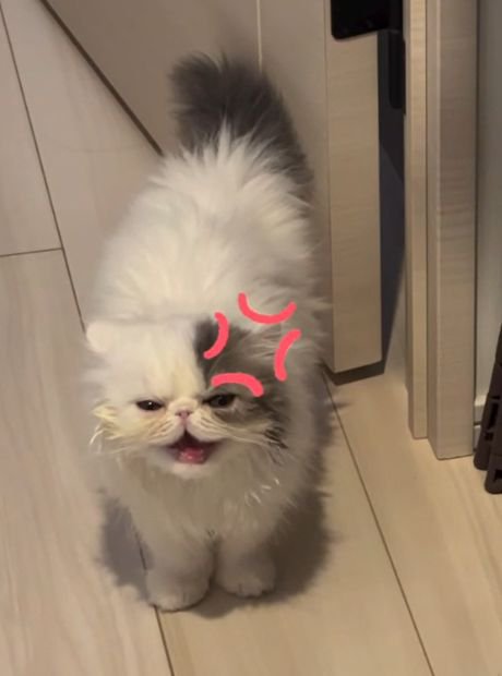 口を開けて尾を上げ扉の側に立つ猫