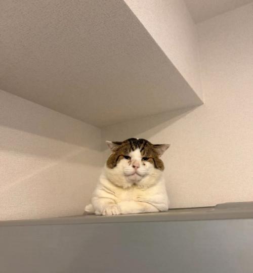こちらに向き直す猫