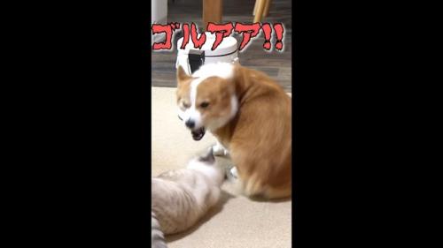 ゴルアア!!
