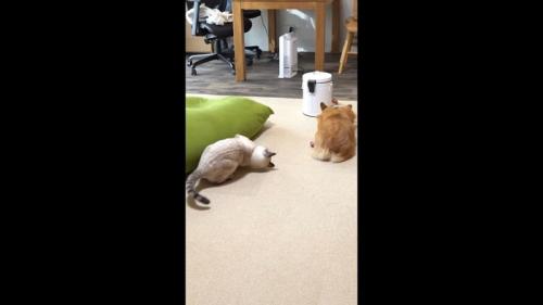 低姿勢