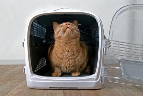 キャリーの中の猫