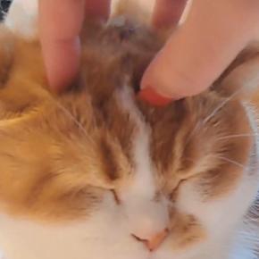 猫の頭をマッサージしていたら…飼い主が『手を離す』と→笑撃の光景に「え~すごい」「新しいヘアスタイルかなw」と話題に