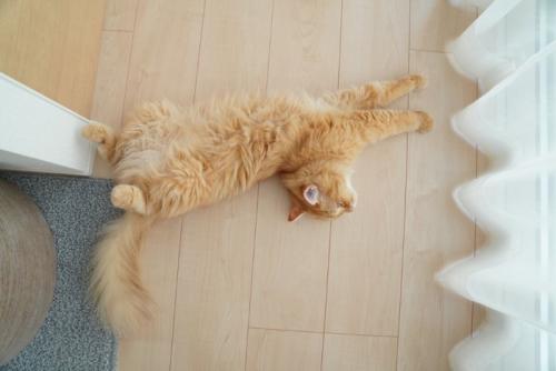 お腹を見せる猫