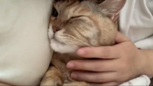動かない猫