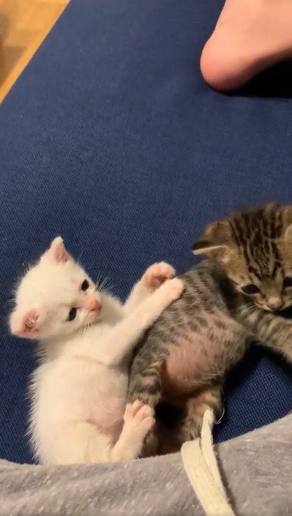 こゆきちゃんがこむぎくんに前足を伸ばしている様子