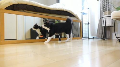 お願いするチコちゃん
