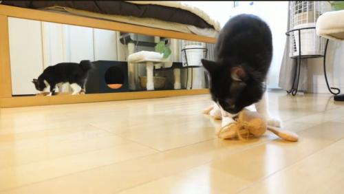 色んなおもちゃで遊ぶチコちゃん1