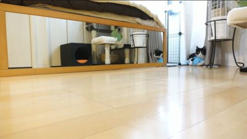 色んなおもちゃで遊ぶチコちゃん2