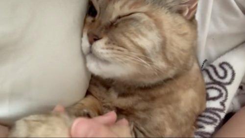 足を持たれる猫