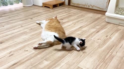 子猫と寝転がっている先住猫