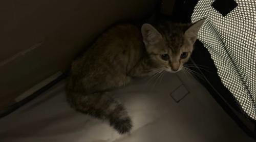 保護され室内で身を寄せる子猫